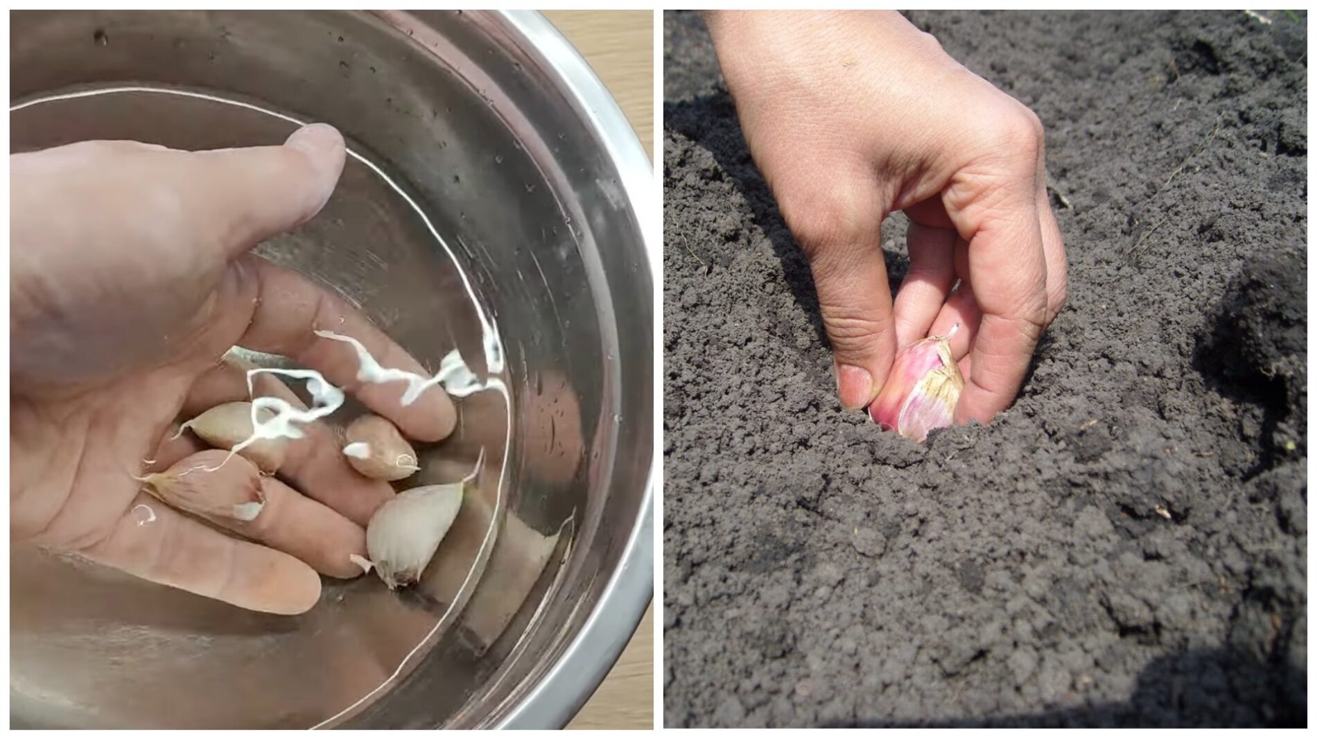 Городники розповіли, в чому потрібно замочити зубчики часнику перед посадкою