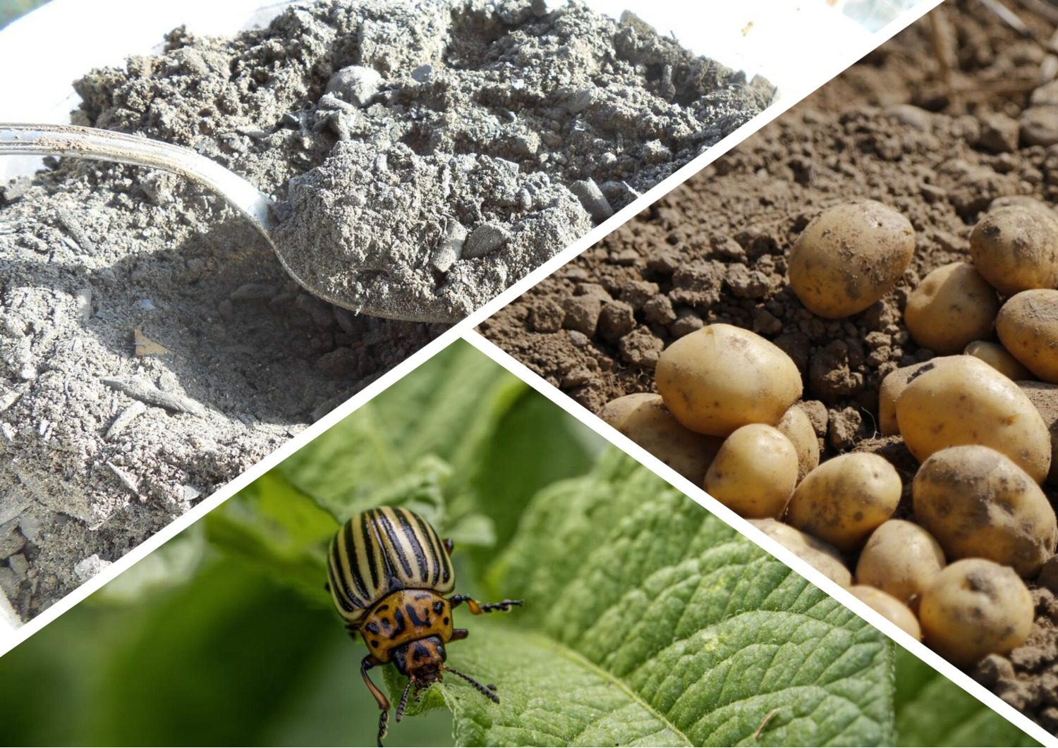 Агрономи розповіли, як захистити картоплю від колорадського жука під час посадки