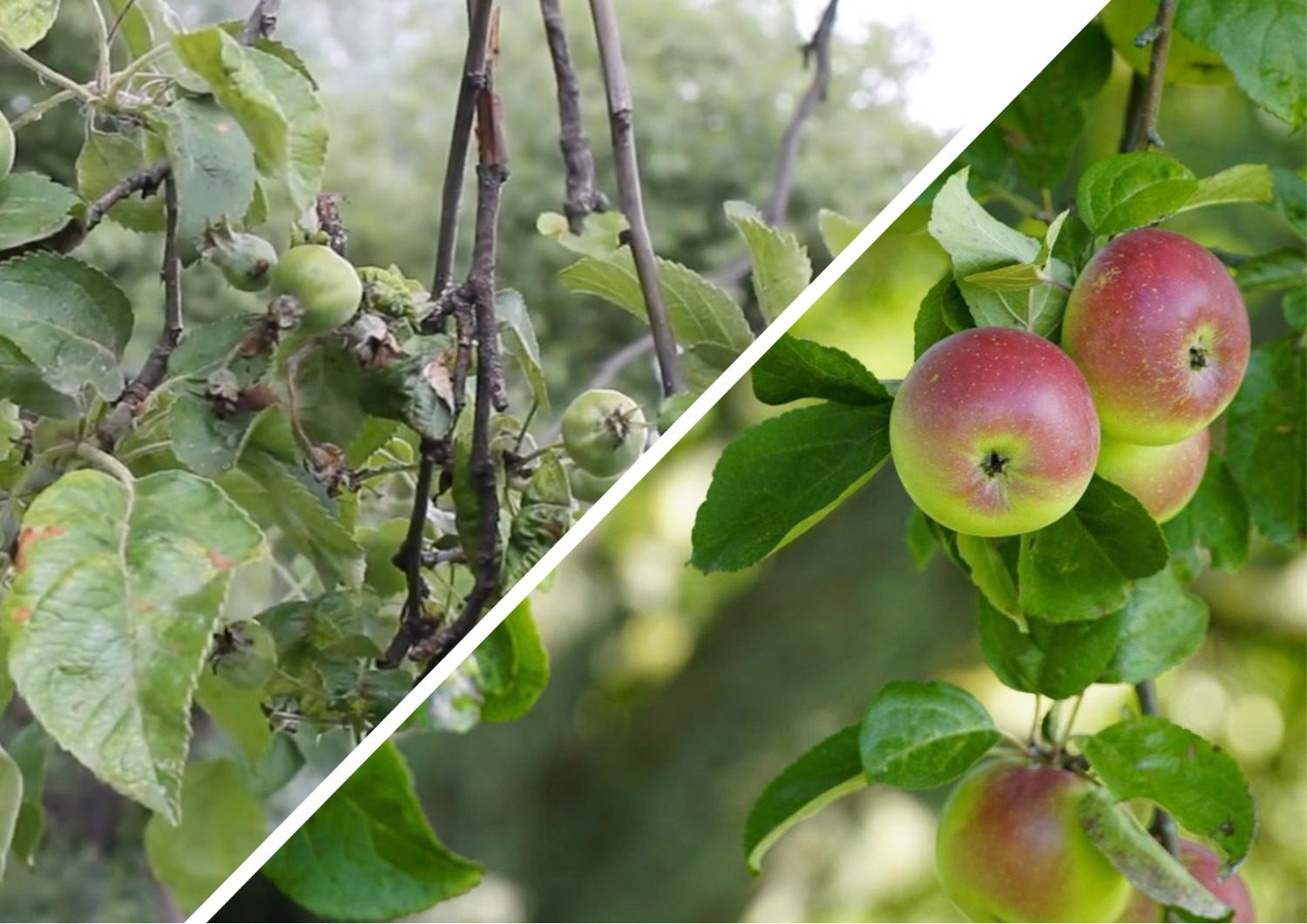 Садівники поділилися методом боротьби із паршею на яблунях