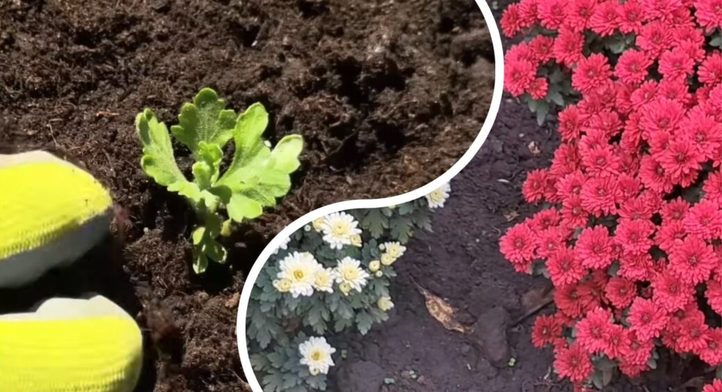Без хризантем й не уявляю свій садок восени: 3 правила пересаджування квітів з горщика у відкритий ґрунт 