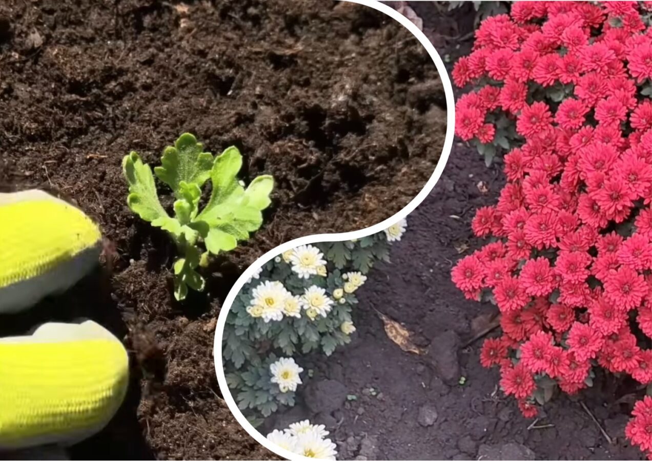 Квітникарі дали поради щодо пересадки хризантем у відкритий ґрунт