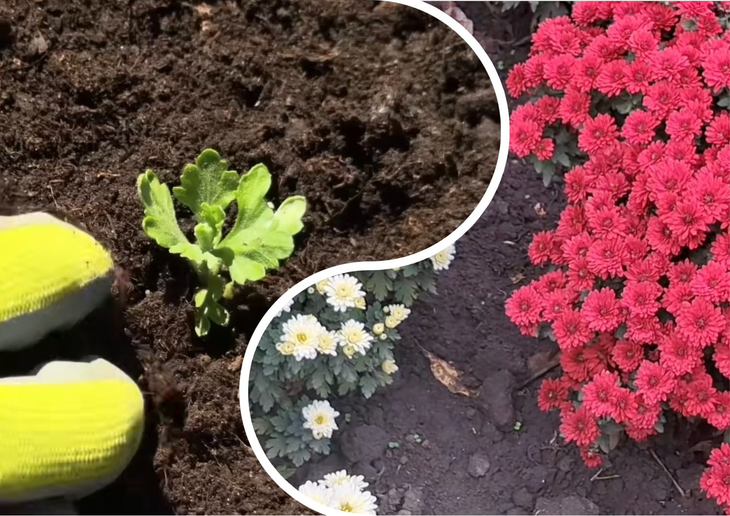 Квітникарі дали поради щодо пересадки хризантем у відкритий ґрунт