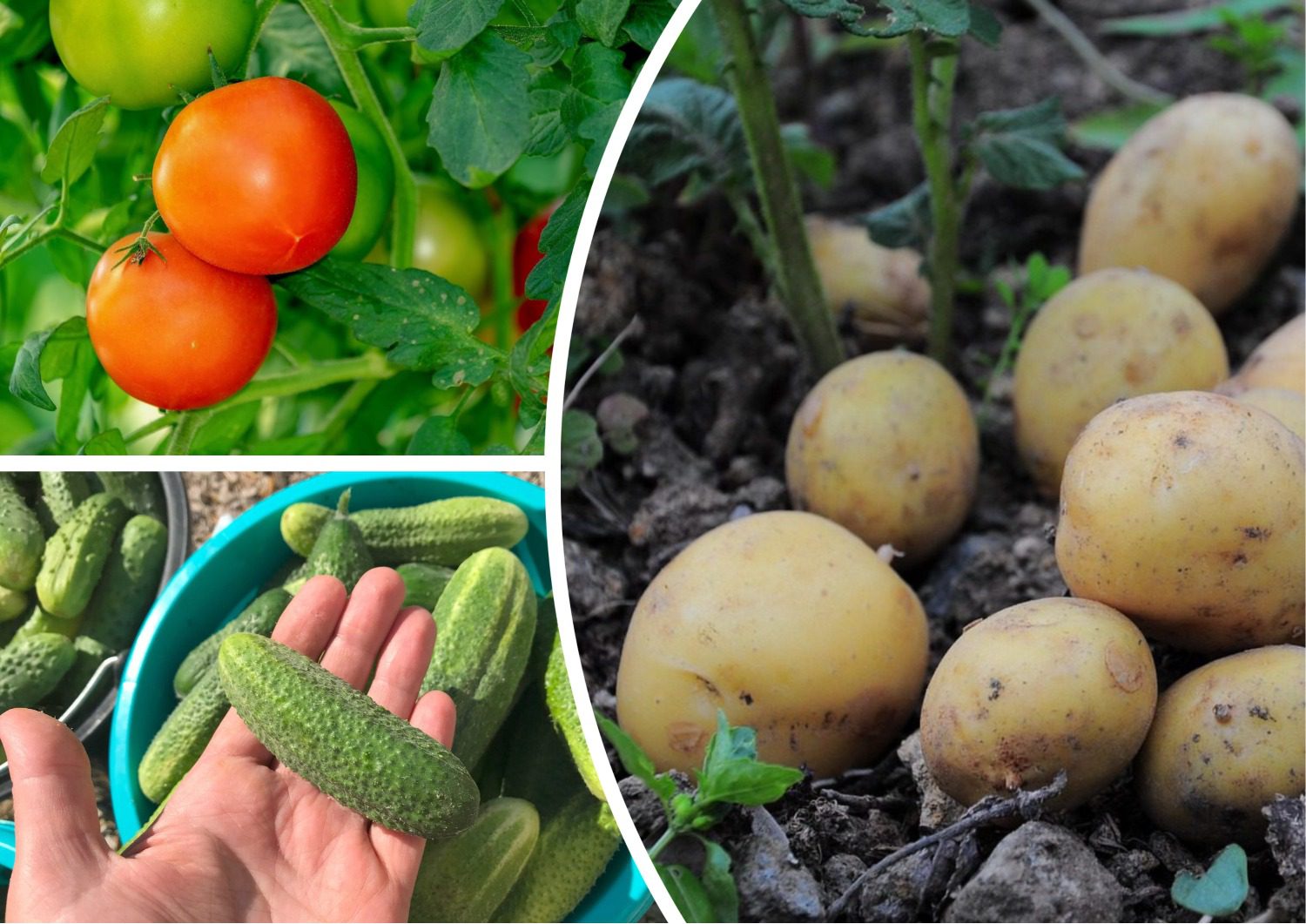 Городники розповіли, як збільшити врожайність огірків, помідорів й картоплі