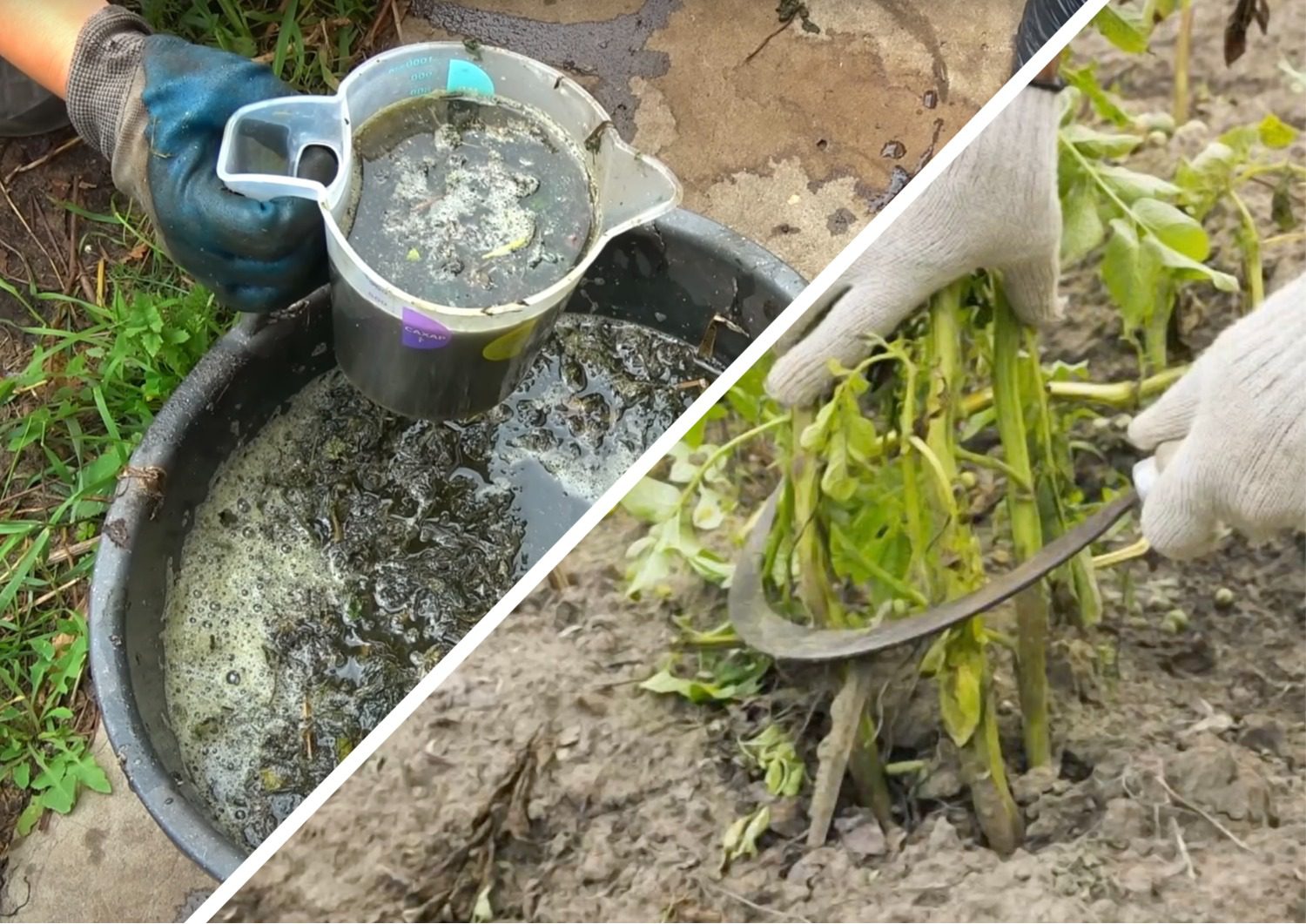 Городники розповіли, як приготувати добриво з картопляного бадилля