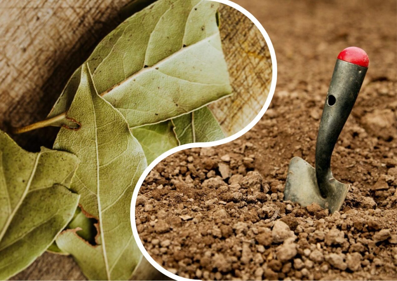 Городники розповіли, навіщо закопувати лаврове листя на городі