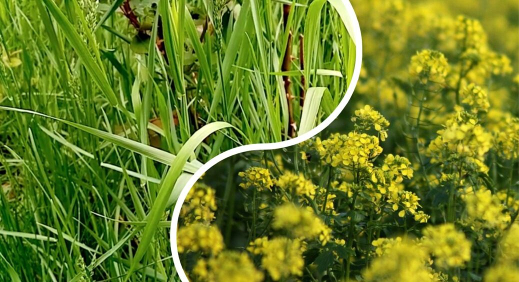 8 років мій город не знає, що таке пирій: цей 1 сидерат “зачистив” ділянку від живучого бурʼяну 