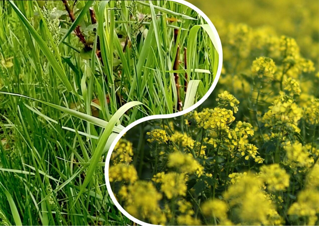 Садівники назвали сидерат, який захистить город від пирію