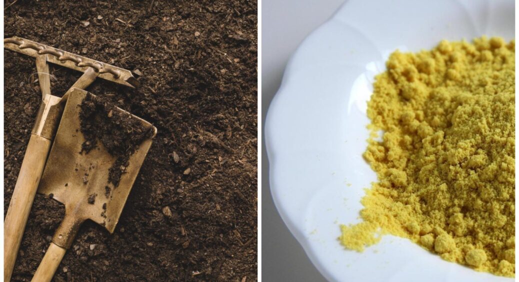 Насипаю 2 склянки на грядки восени – і земля стає як після цілого КАМАЗу гною: урожайність злітає на 50% 