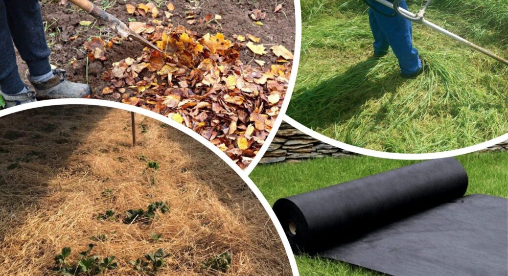 Після 12 років роботи на грядках кажу точно: ця 1 мульча з листя дає ґрунту на 40% більше вологи навесні 