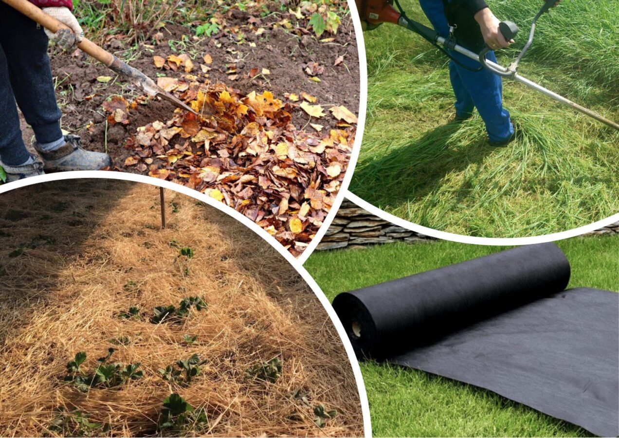 Городники розповіли, яку мульчу краще використовувати для утримання вологи 