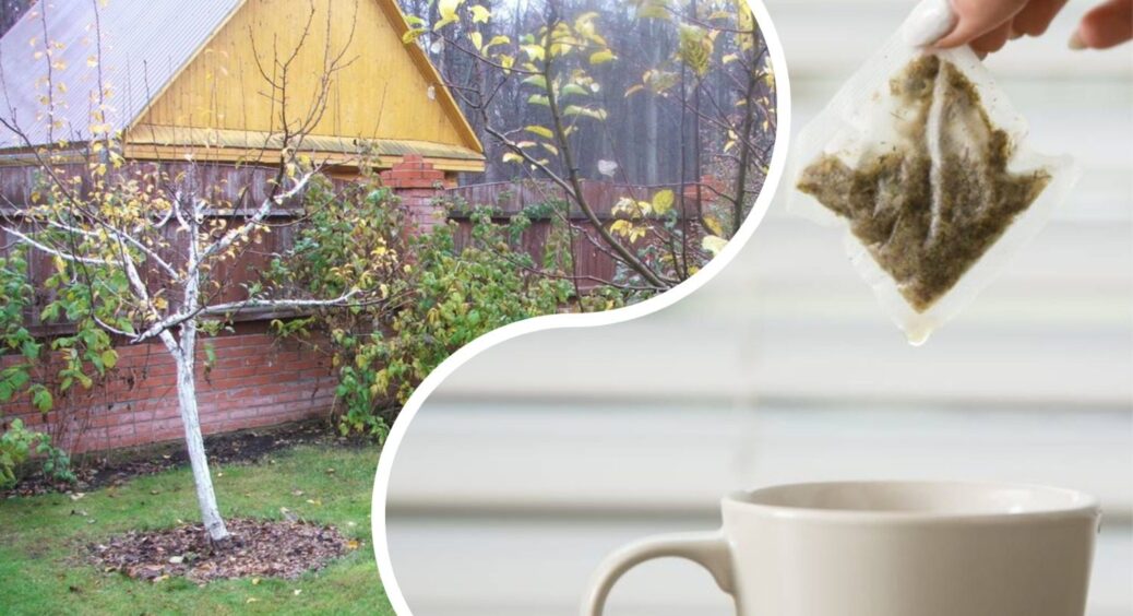 “Зумери” викидають чайні пакетики, а я несу у сад: 3 способи, як використати цей “непотріб” з користю 