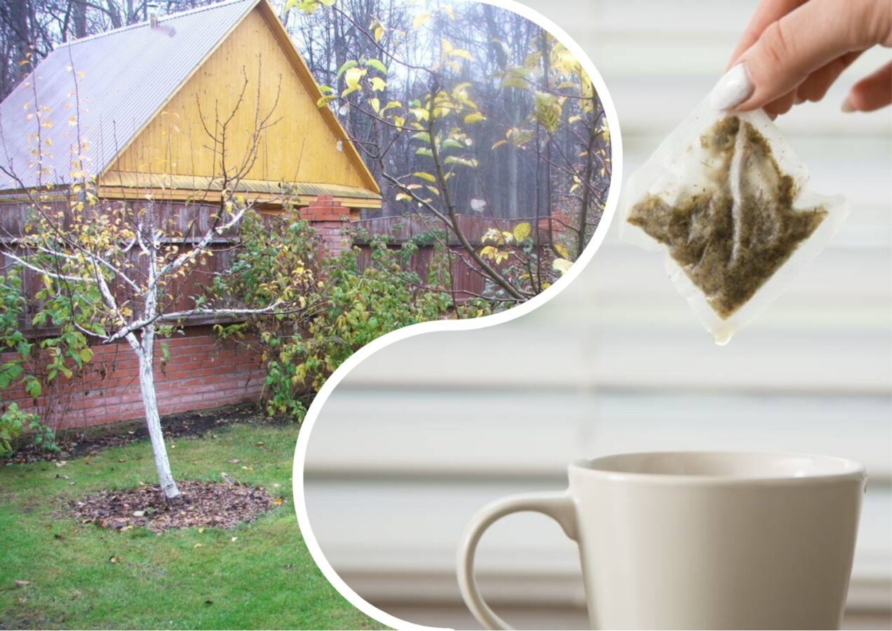 Садівники розповіли, як можна використати чайні пакетики з користю для культур