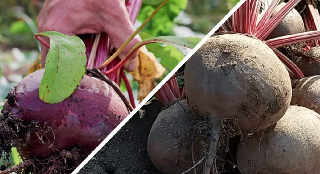 Поклала буряки у льох у серпні, зараз грудень, а вони — щойно з грядки: дослухалася 1 поради, як зберігати 