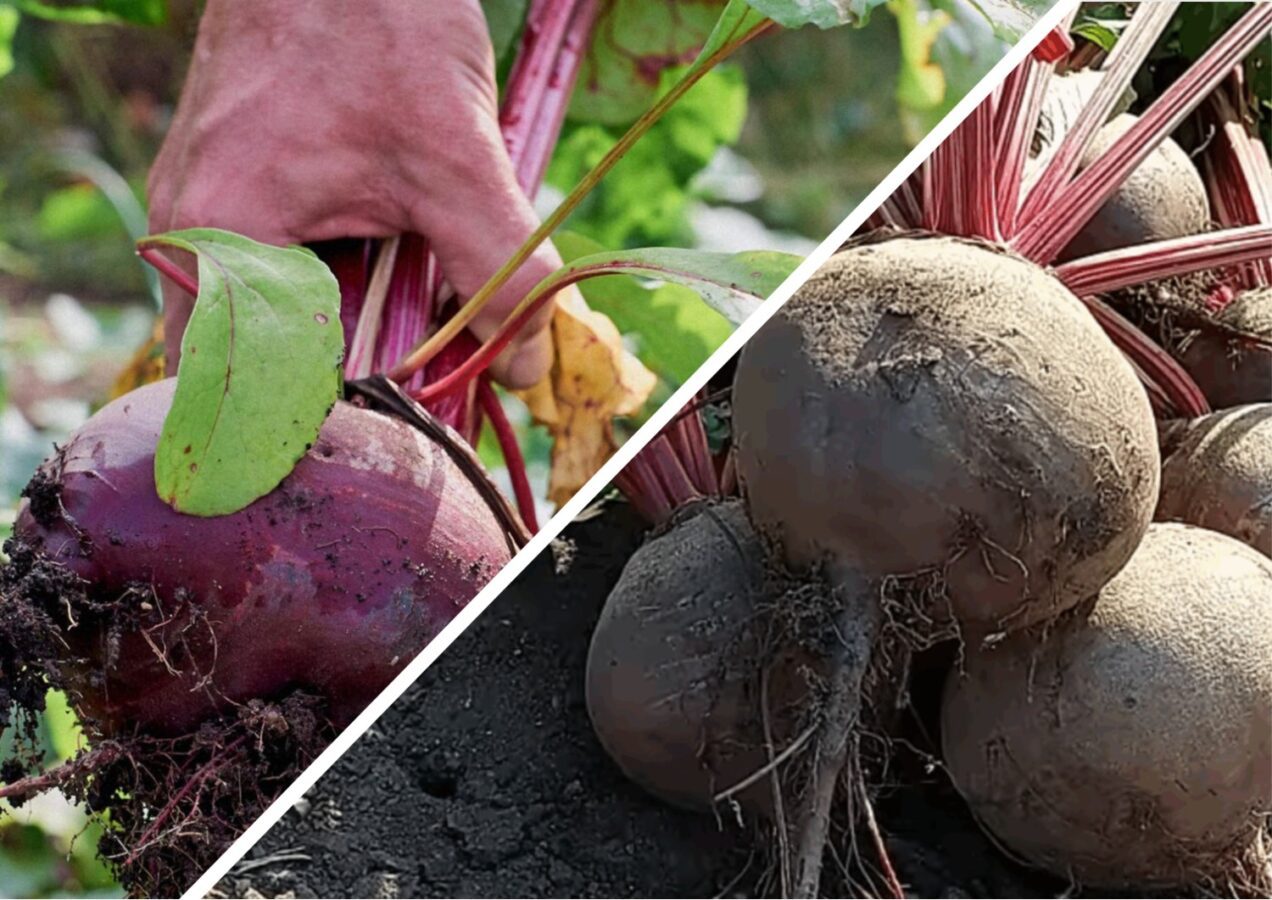 Городники назвали два сорти буряка, які ідеально зберігаються всю зиму