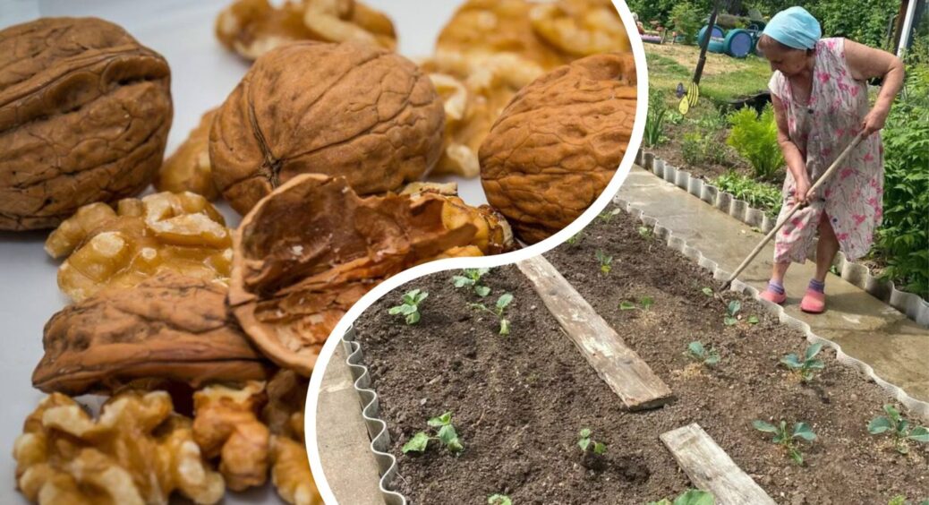 Я викидала горіхове лушпиння, поки не зрозуміла, що це – чисте золото для городу: чим вона корисна 