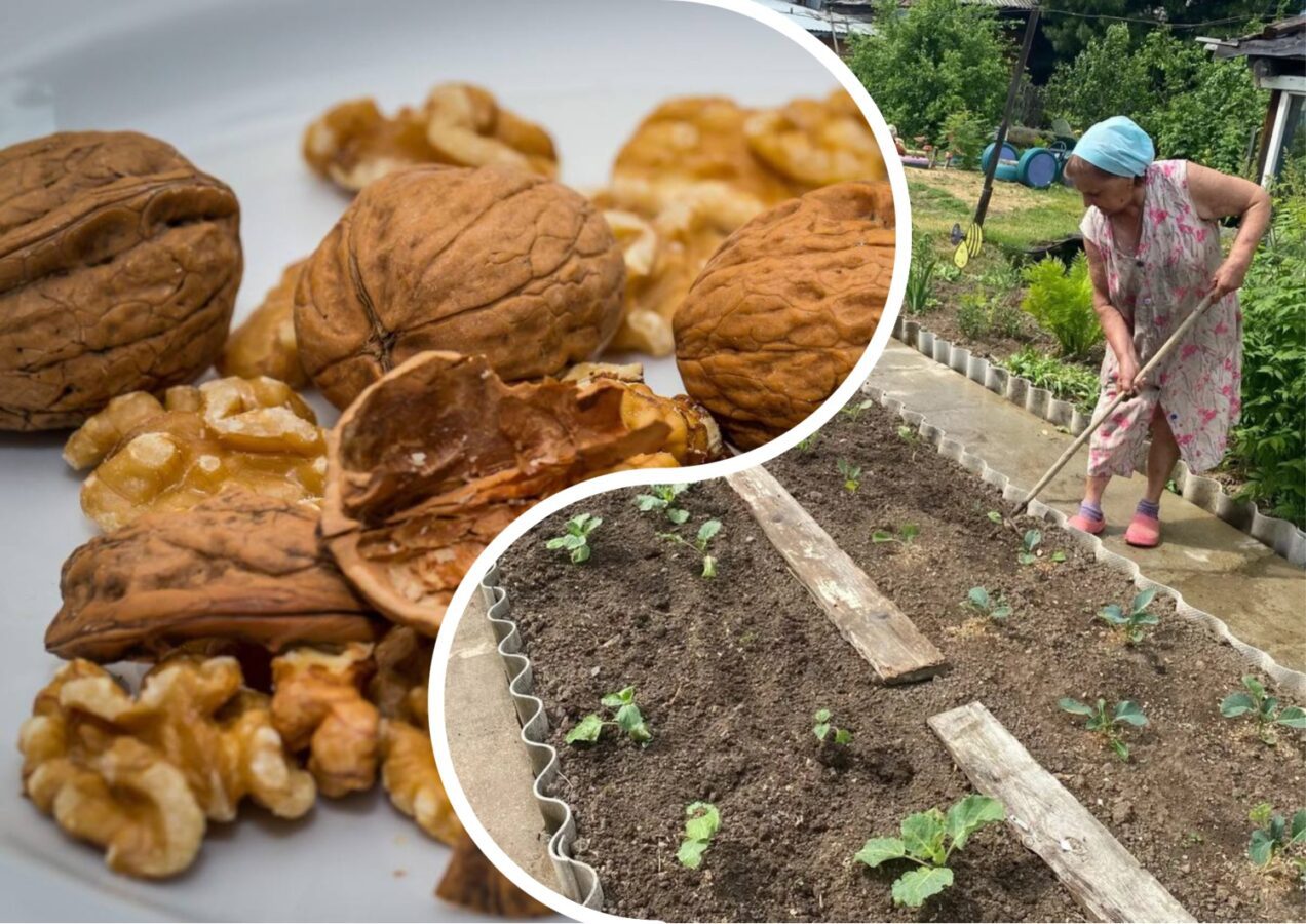 Городники розповіли, як використати горіхову шкаралупу на городі