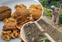 Горіхову шкаралупу збираю навіть по сусідах – 4 способи, як використовувала це “золото” на городі моя бабуся Городники розповіли, як використати горіхову шкаралупу на городі