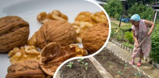 Городники розповіли, як використати горіхову шкаралупу на городі