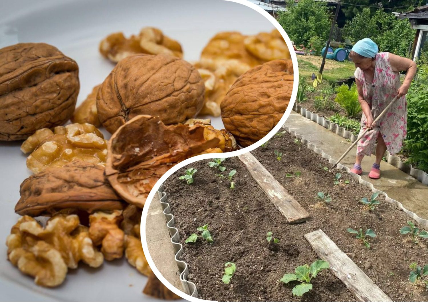 Городники розповіли, як використати горіхову шкаралупу на городі