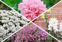 Вчора засадила клумбу квітами – навесні моя дача перетвориться на “Кекенхоф”: 4 квітки для осінньої посадки Садівники поділилися списком квітів, які підходять для осінньої посадки