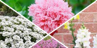 Садівники поділилися списком квітів, які підходять для осінньої посадки
