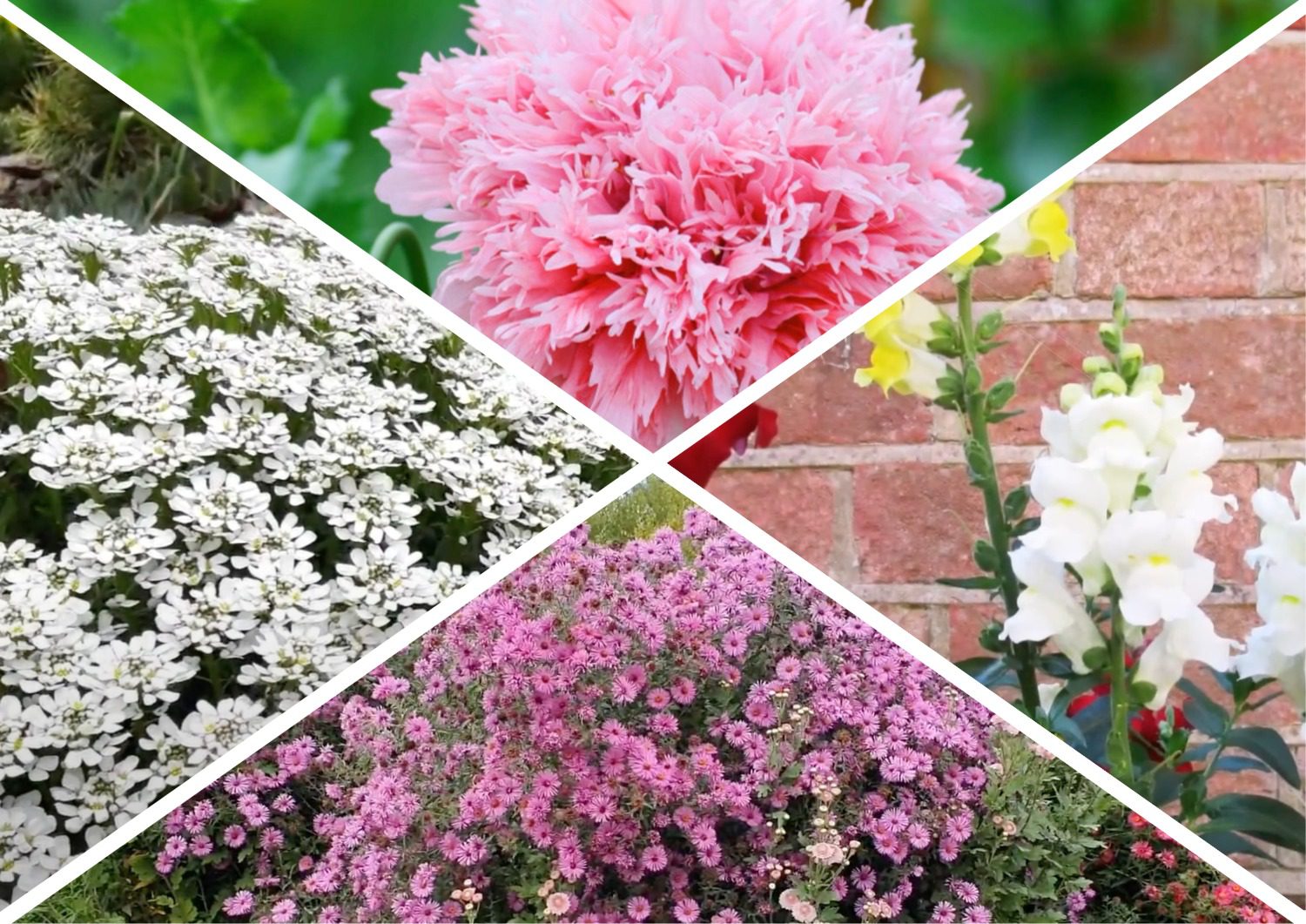 Садівники поділилися списком квітів, які підходять для осінньої посадки