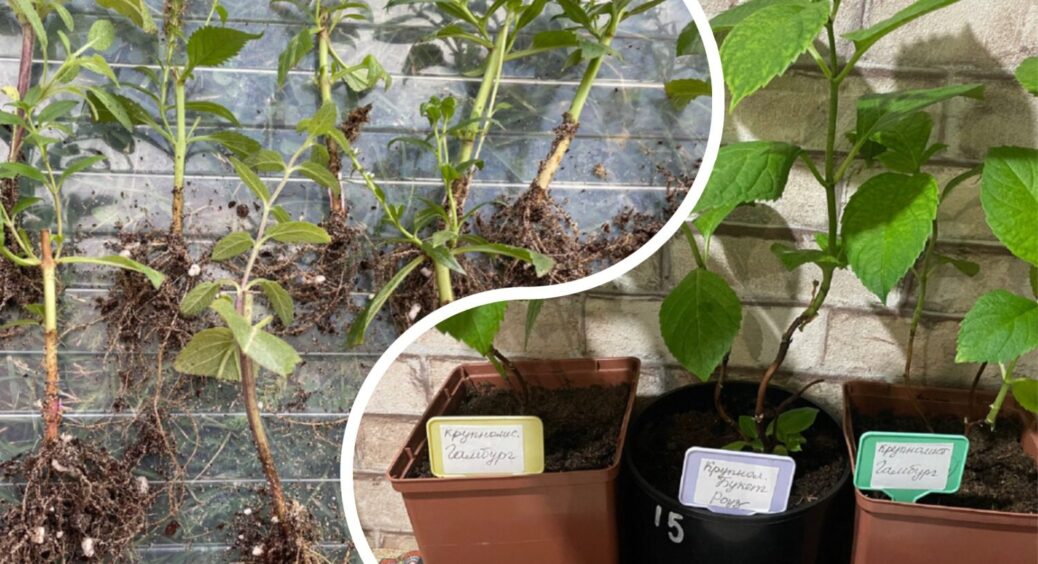 1 ложка на літр води – і будь-які живці вмить обростуть корінням: ідеальний укорінювач “без заморочок” 