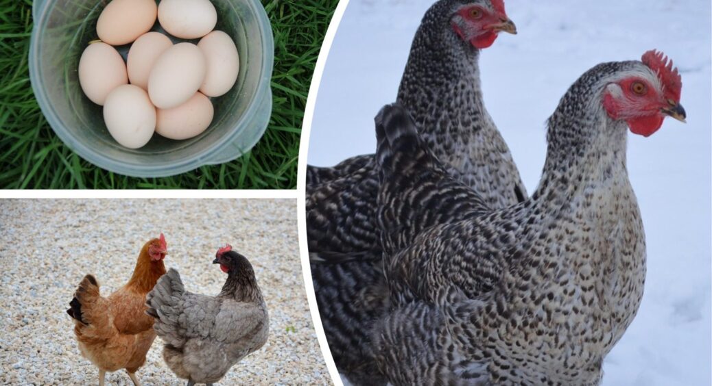 Ніякого комбікорму! Годую курей восени за цим 1 рецептом – і вони несуть яйця 365 днів на рік 