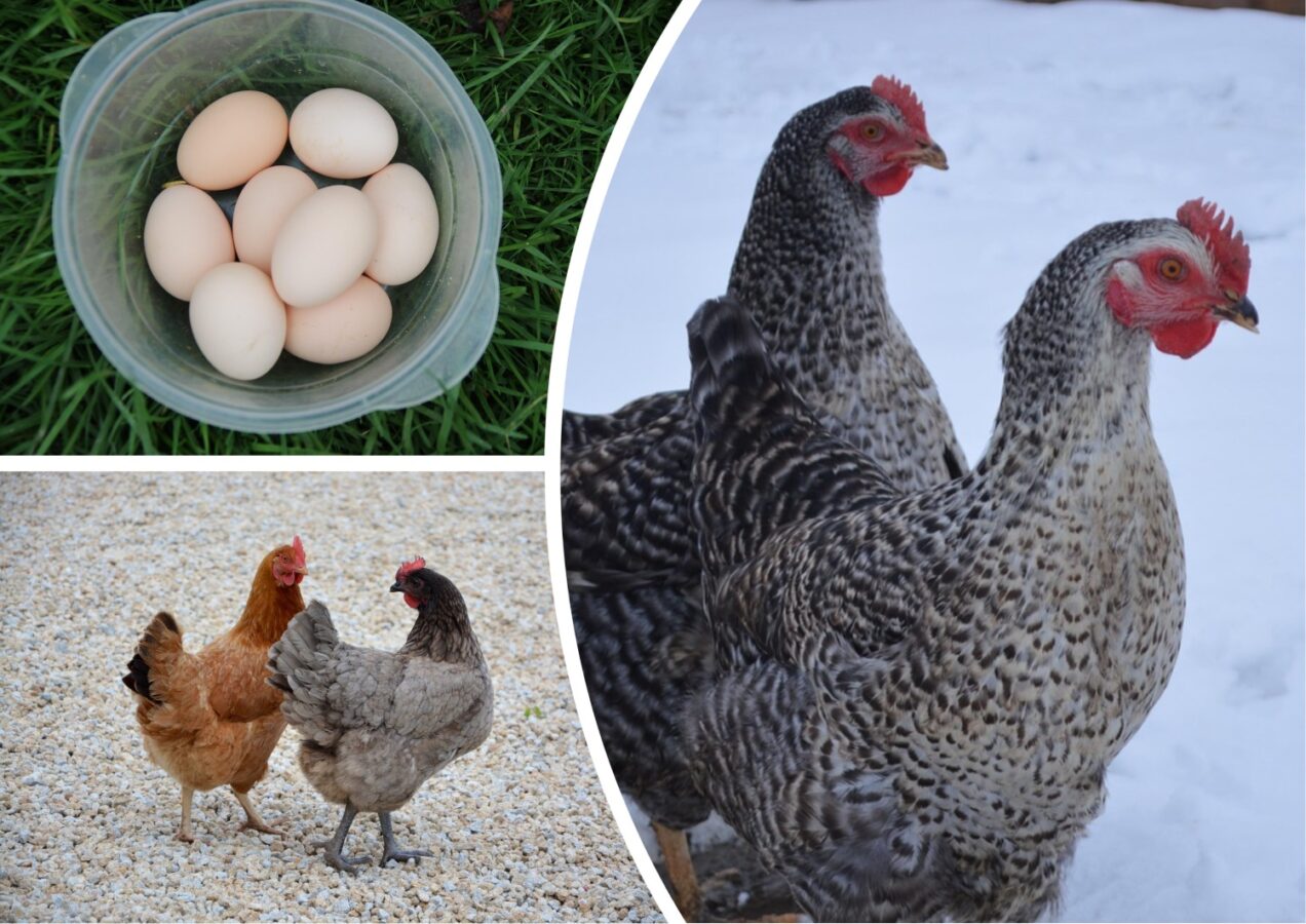 Як правильно годувати курей взимку