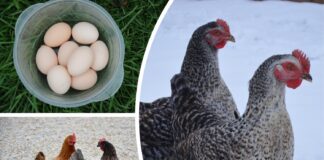 Як правильно годувати курей взимку