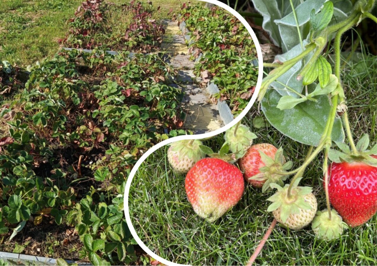 Садівники розповіли, як у листопаді утеплити полуницю