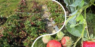 Садівники розповіли, як у листопаді утеплити полуницю