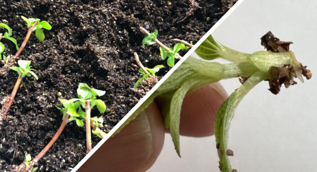 Зробила 1 просту дію з живцями у грудні – навесні маю готові саджанці без теплиці та стимуляторів 