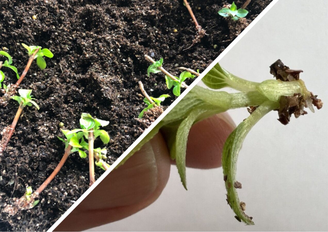 Як укоренити живці без використання магазинних стимуляторів