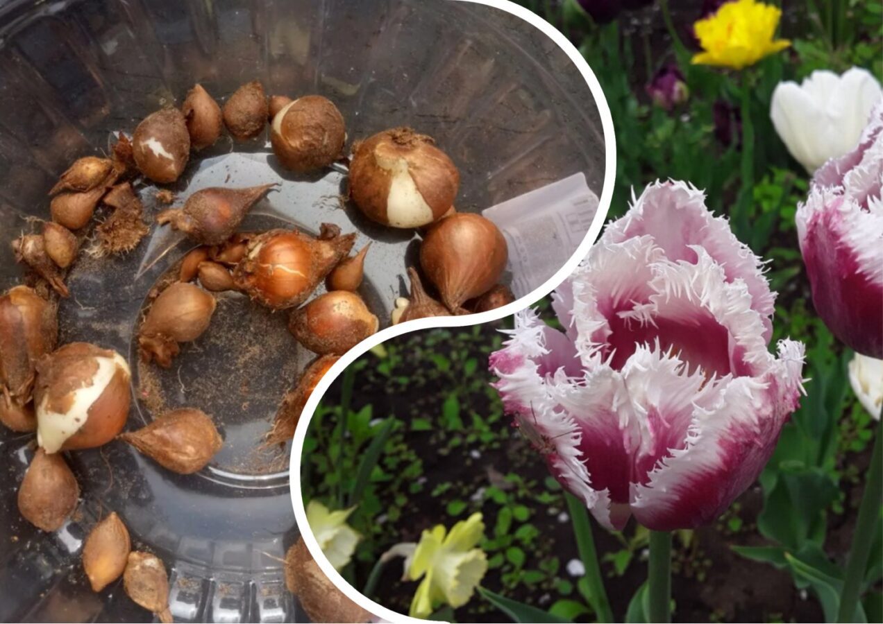 Як підготувати цибулини тюльпанів до посадки під зиму