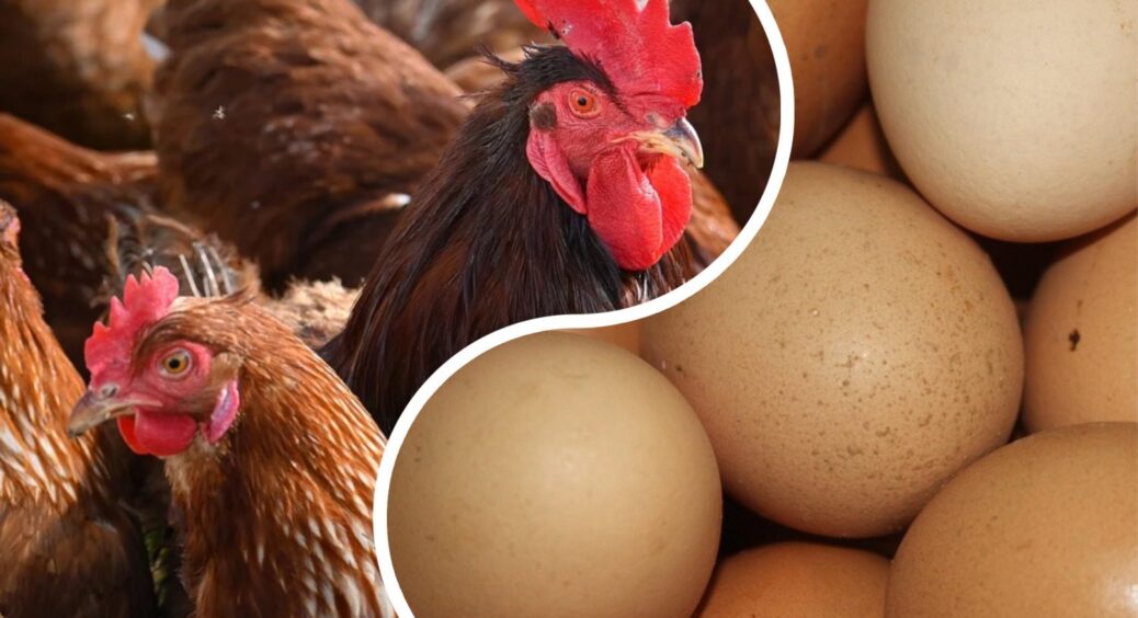 Восени даю курям 1 просту добавку – і вони “несуться” в 3-4 рази краще: яйця не встигаю збирати! 