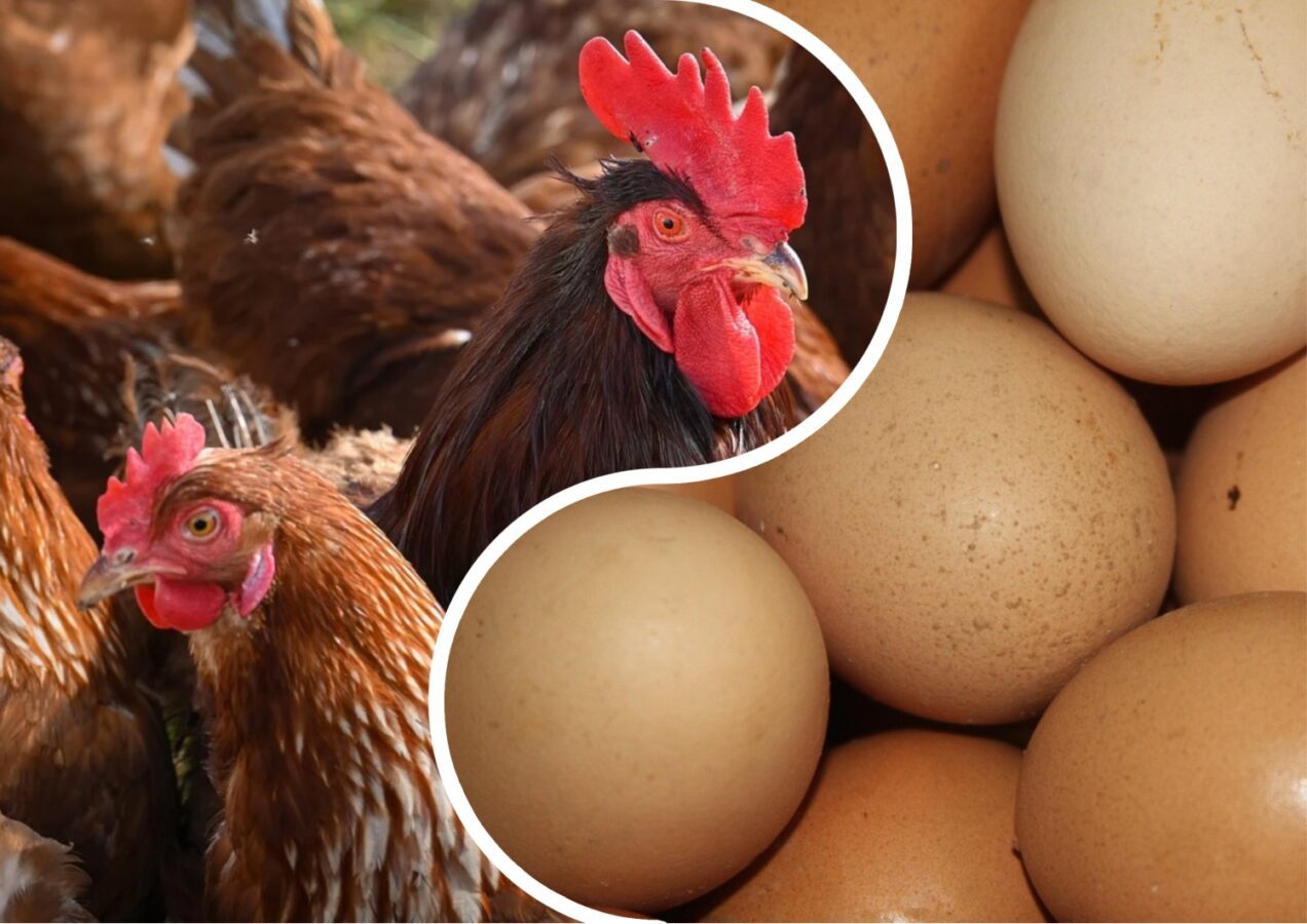 Як покращити несучість курей в холодну пору року