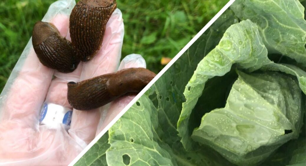 Побачила слимаків – беру 50 г цього засобу, і рясно посипаю: через рік капуста, огірки, кабачки в цілісності 
