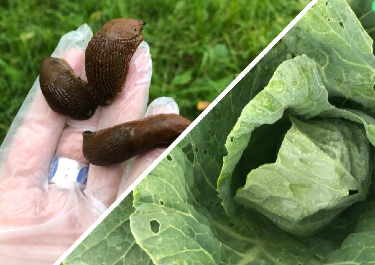 Як позбутись від слимаків на ділянці