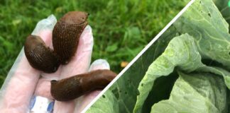 Як позбутись від слимаків на ділянці