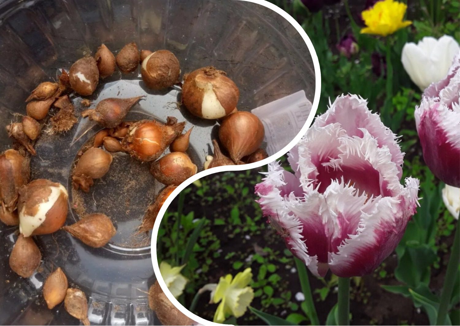 Як підготувати цибулини тюльпанів до посадки під зиму