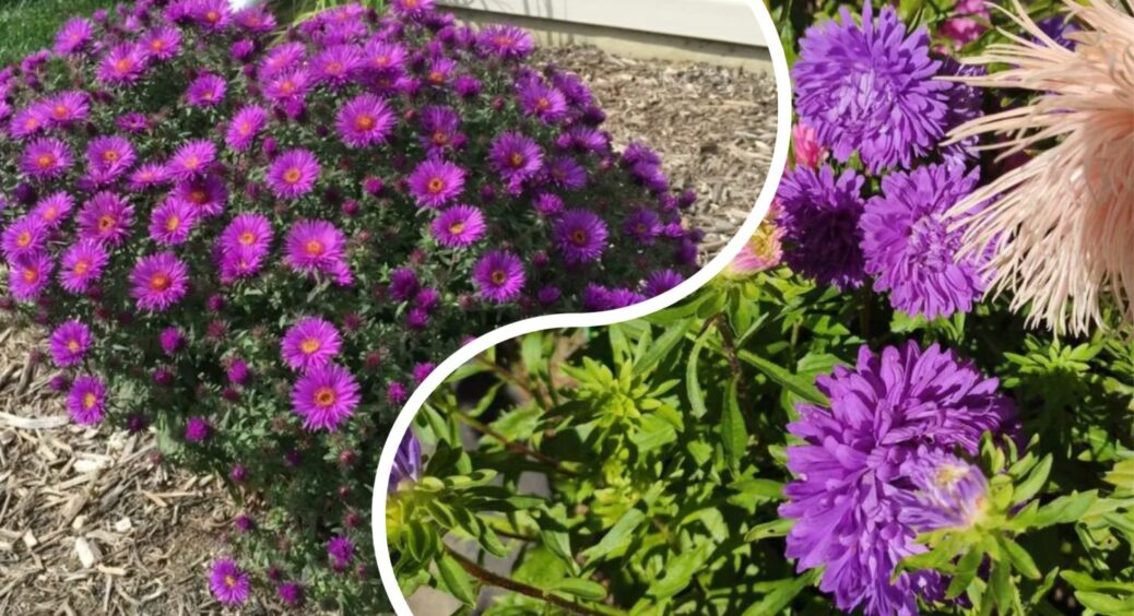 Сію айстри з року в рік лише в такий спосіб і в цю пору – цвітуть щоразу, як вперше. 1000 подяк сусідці 