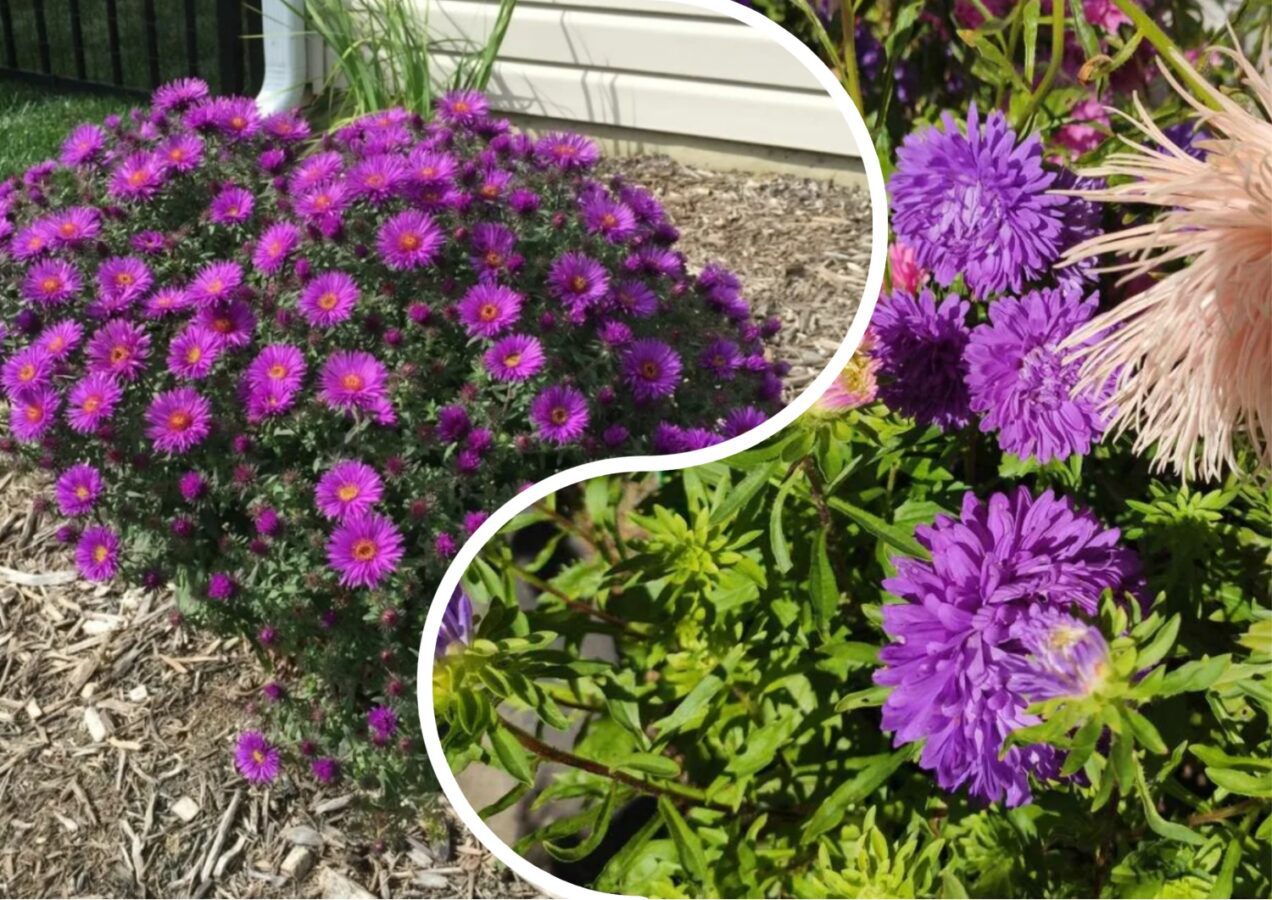 Як висаджувати айстри під зиму