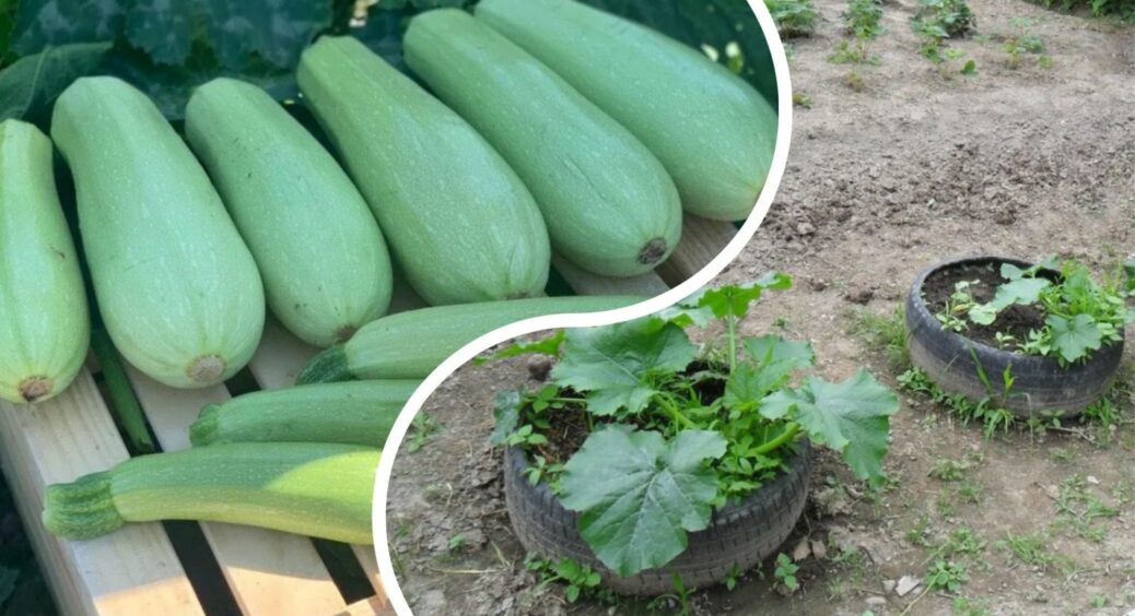 Ніякого заморожування! 3 хитрощі, як зберігати кабачки до Нового року: лежать довше картоплі – і не гниють 