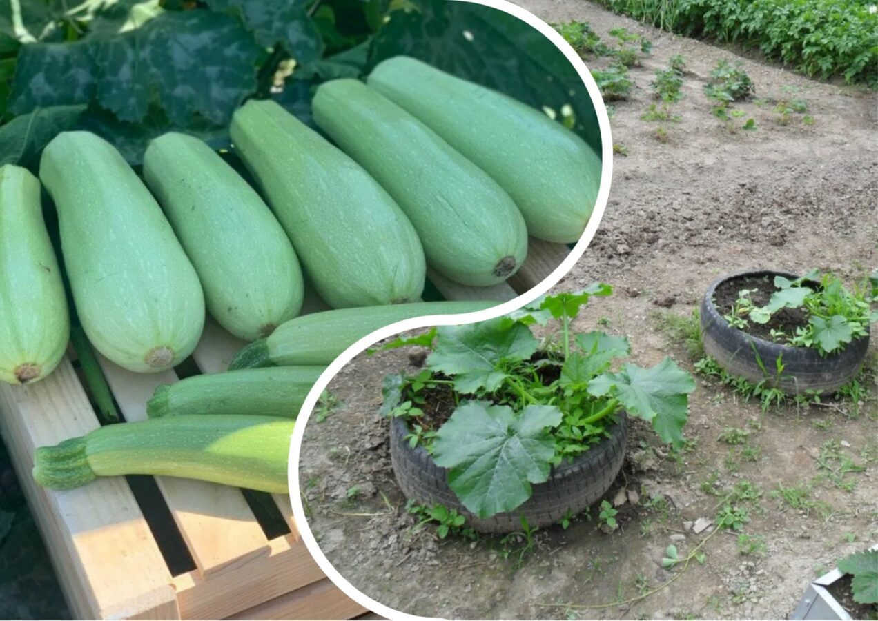 Як зберігати врожай кабачків до Нового року