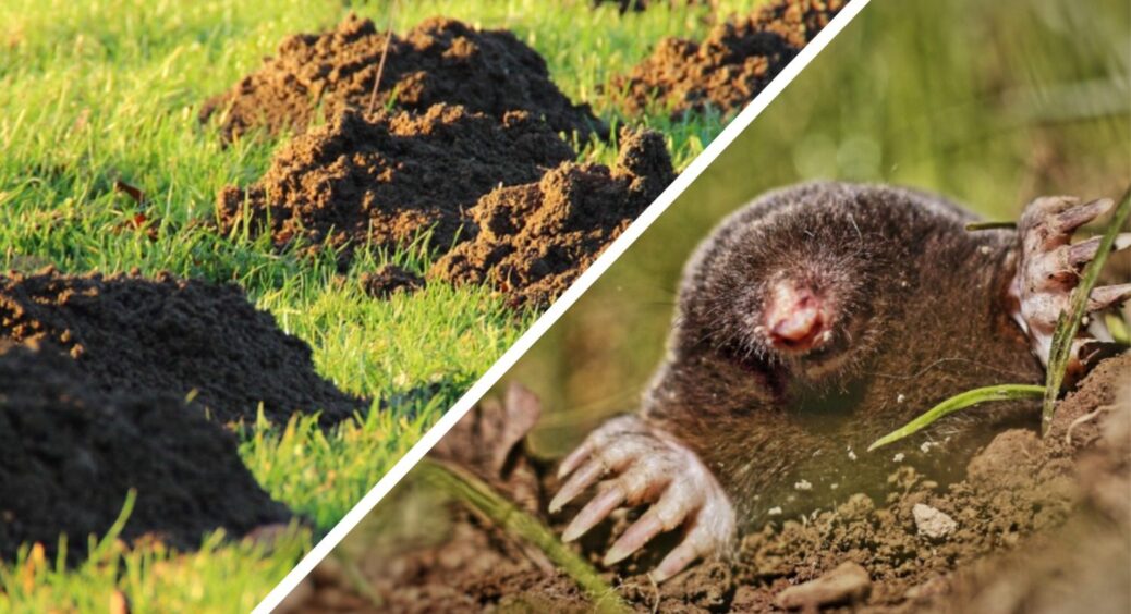 Беру 1 “штучку” – і кидаю у норки кротів: через 2 дні ділянка чиста й вільна від небажаних гостей 