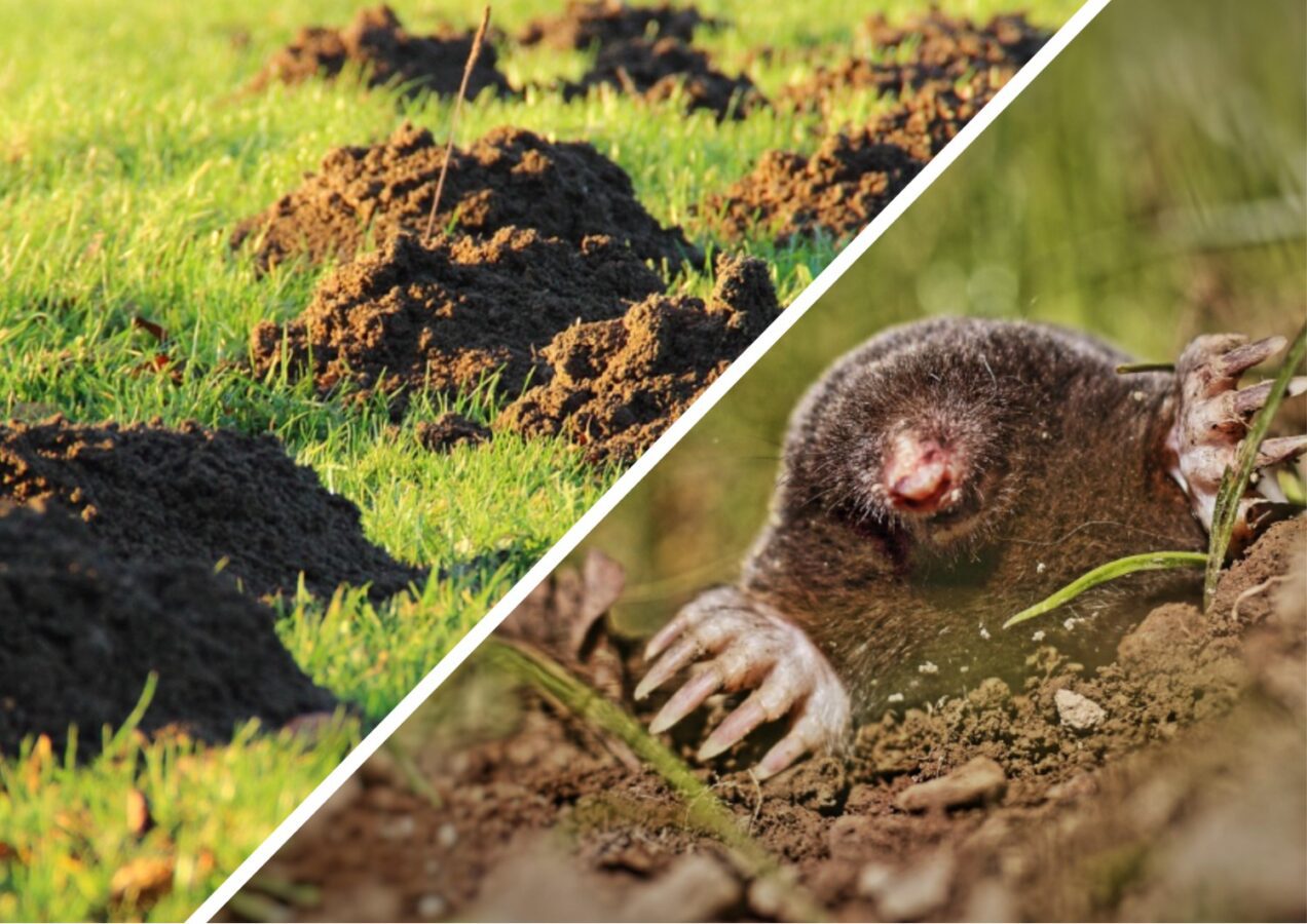 Як позбутись від кротів гуманним способом