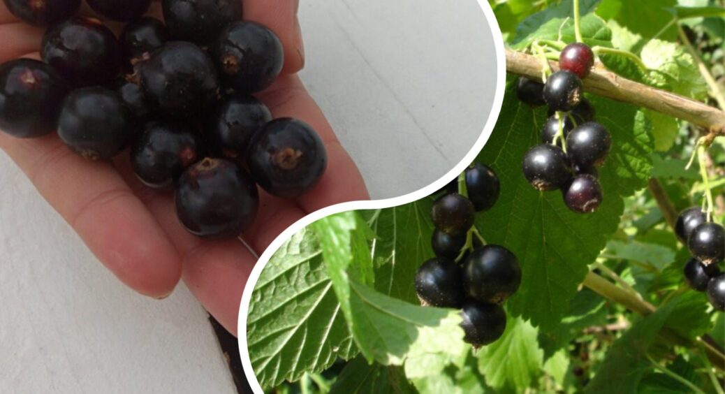 Даю смородині 10 літрів “цього” до заморозків: навесні не впізнаю свій кущ – живий, зелений, весь у бруньках 