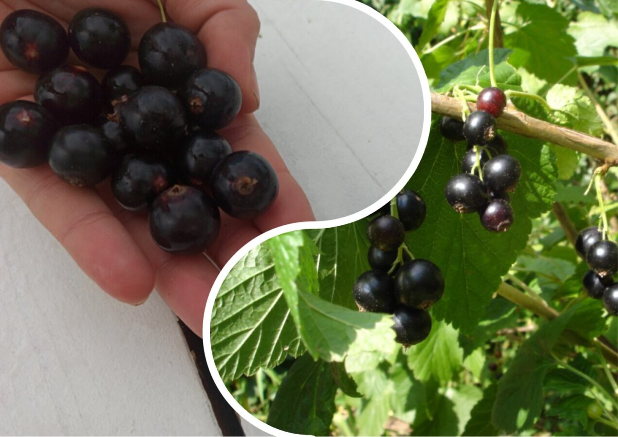 Як поливати чорну смородину восени