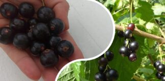 Як поливати чорну смородину восени